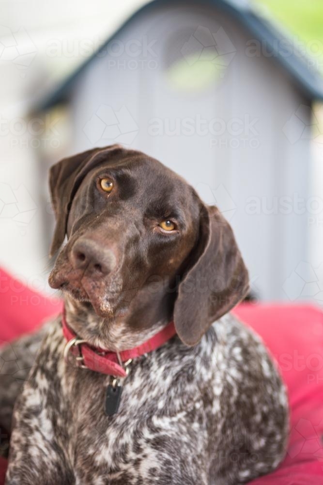 pet dog looking at camera - Australian Stock Image