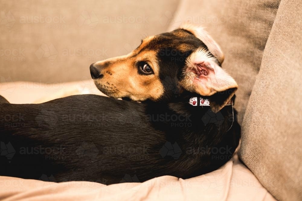 pet dog lying on couch - Australian Stock Image