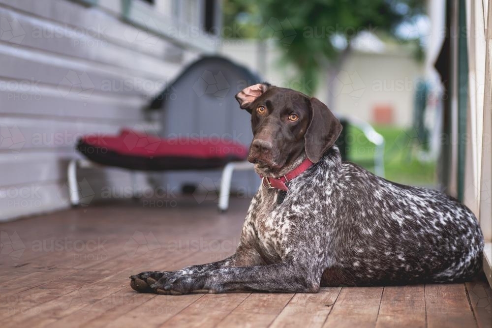 pet dog sitting on a verandah - Australian Stock Image