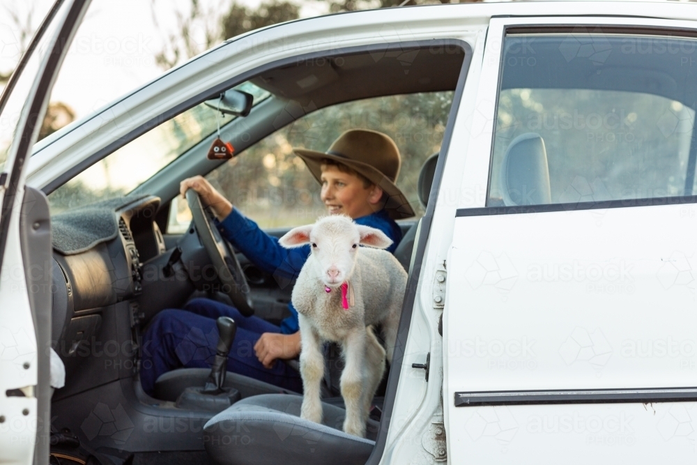 pet lamb in a car with child - Australian Stock Image