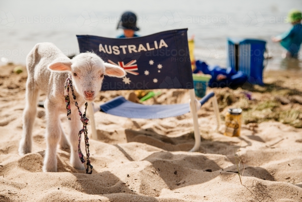 Pet lamb on a beach on australia day - Australian Stock Image