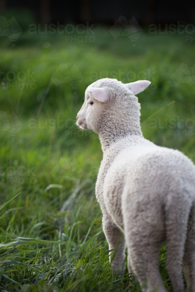 Image of Pet lamb on a farm Austockphoto