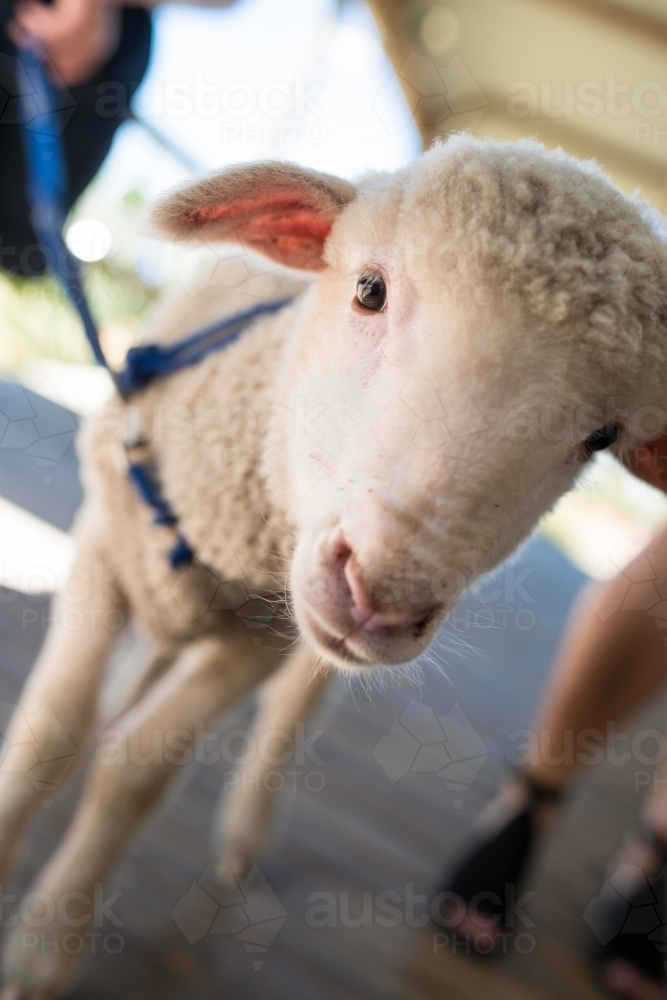 Pet lamb on a leash with people in background - Australian Stock Image