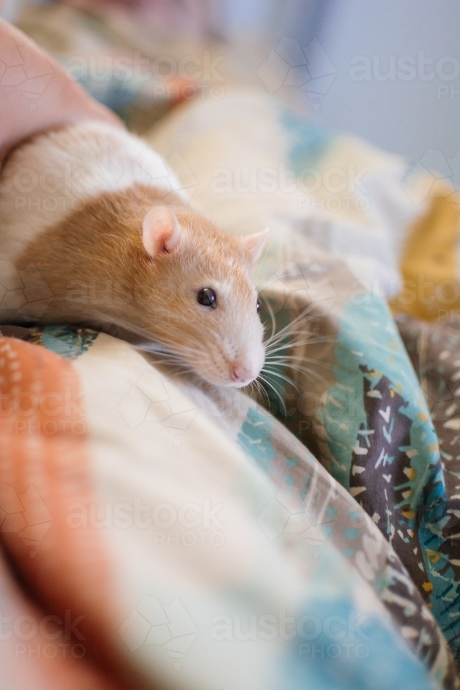 Pet rat exploring blankets - Australian Stock Image