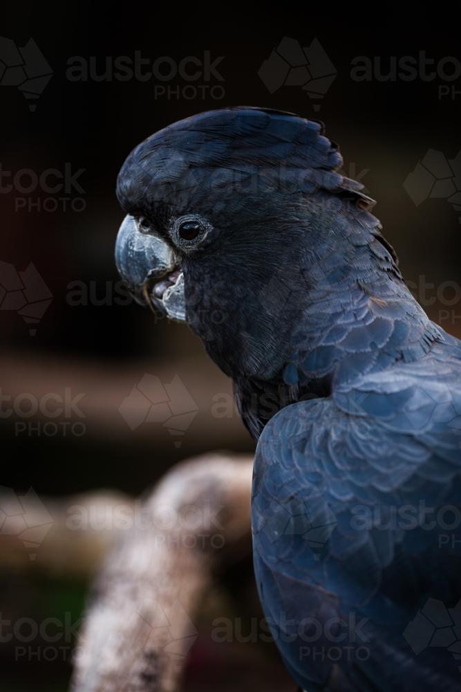 Image Of Pet Red Tailed Black Cockatoo Bird On Branch Photo Inspiration