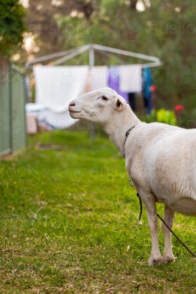 Pet sheep in Aussie backyard at dusk near washing line - Australian Stock Image