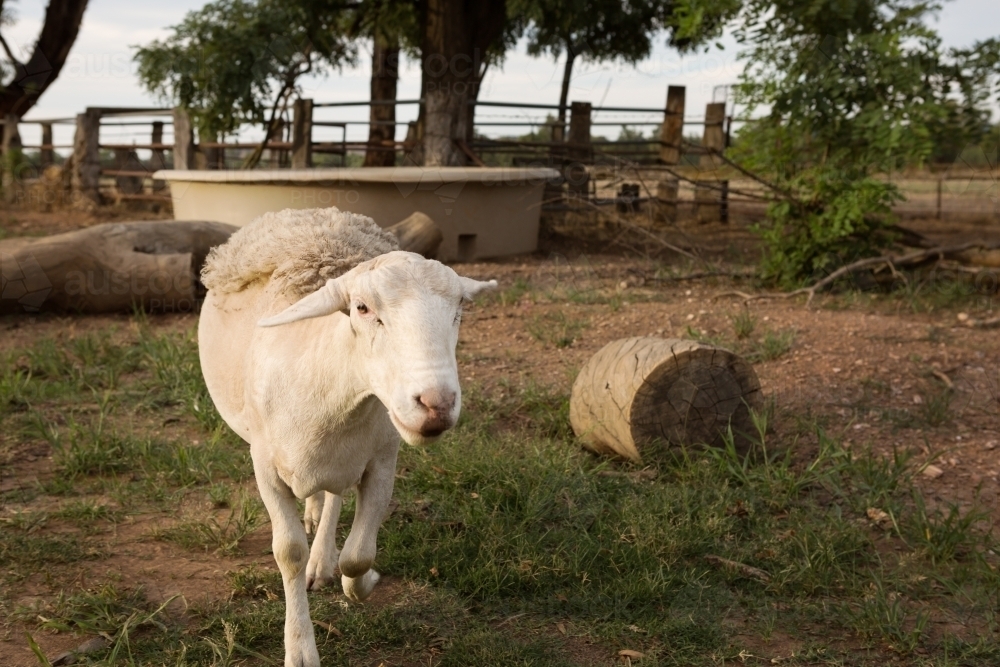 Pet sheep roaming in the farm house garden - Australian Stock Image