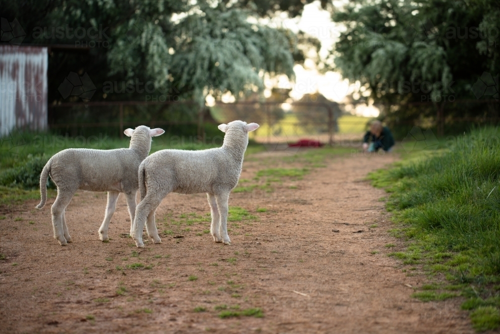pet twin lambs on a farm - Australian Stock Image