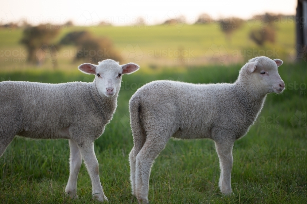Pet twin lambs on a farm - Australian Stock Image