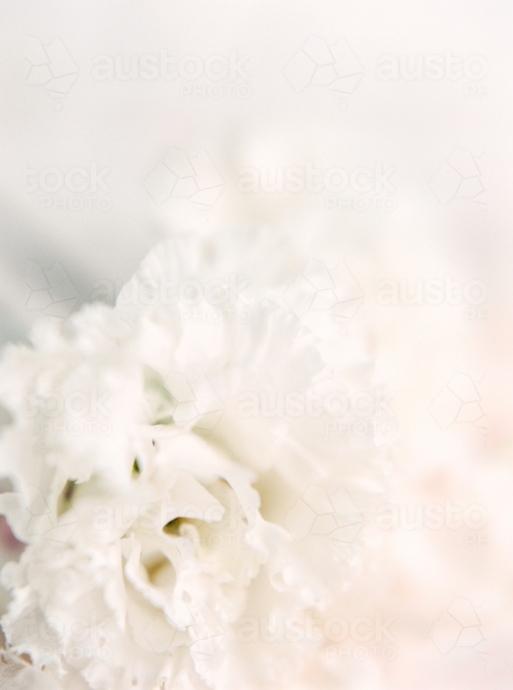 Petal detail of white flowers - Australian Stock Image