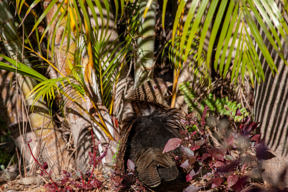 Pheasant Coucal (Centropus phasianinus) camouflaged among plants. - Australian Stock Image