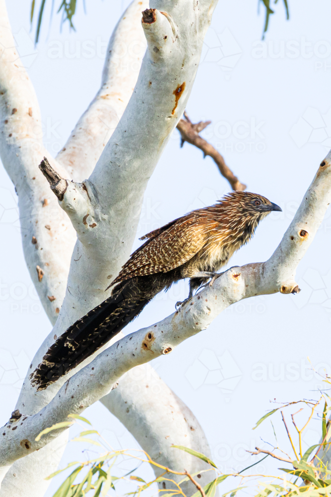 Pheasant Coucal perched high in a white gum tree - Australian Stock Image