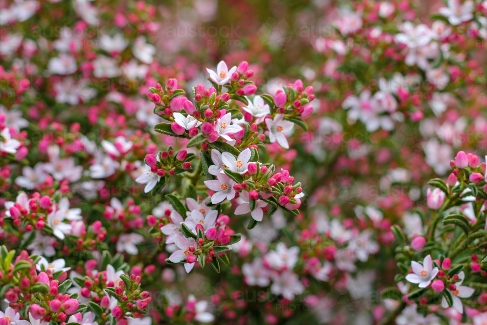 Philotheca shrub in flower - Australian Stock Image