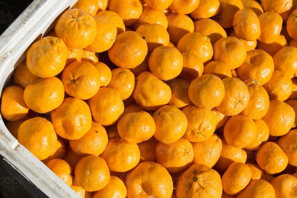Picked mandarins in plastic bin - Australian Stock Image
