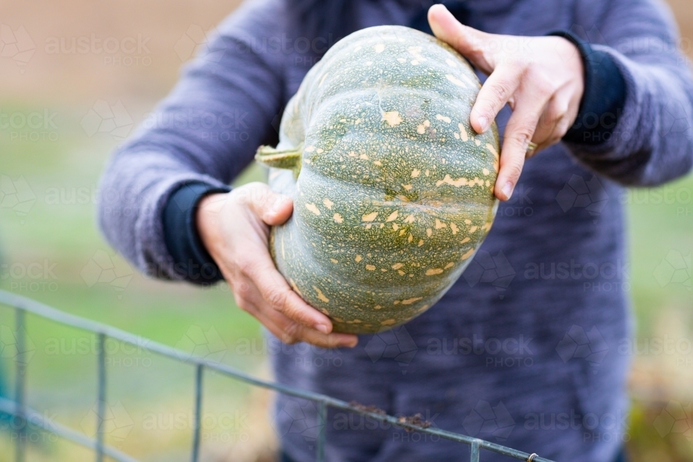 Picking a pumpkin in the garden - Australian Stock Image