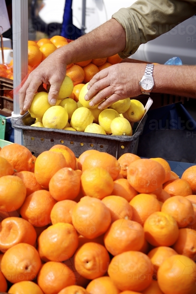 Picking mandarins and lemons from baskets at rural market - Australian Stock Image