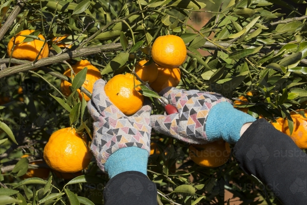 Picking mandarins using pruner and wearing gloves - Australian Stock Image