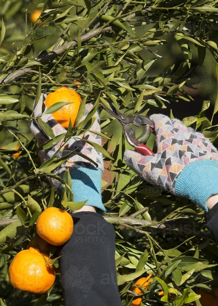 Picking mandarins with pruner and wearing gloves - Australian Stock Image