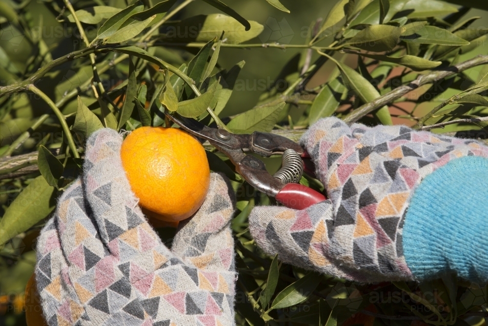 Picking mandarins with pruner and wearing gloves - Australian Stock Image
