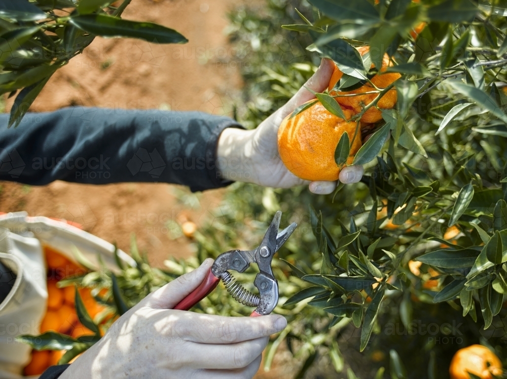 Picking mandarins with pruner - Australian Stock Image