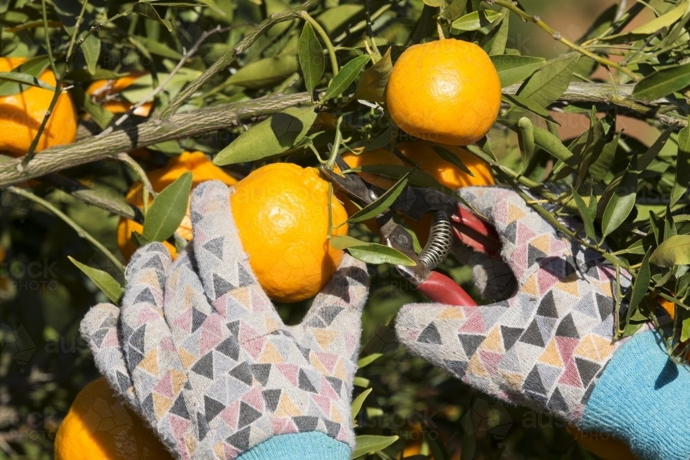 Picking mandarins with pruner while wearing gloves - Australian Stock Image