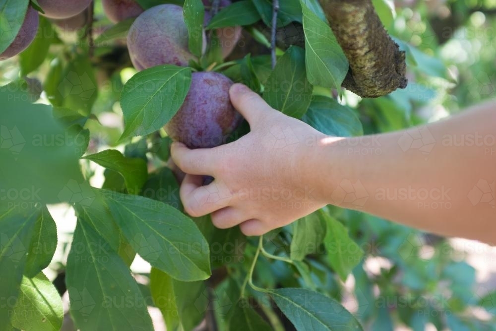 Picking plums from the tree - Australian Stock Image