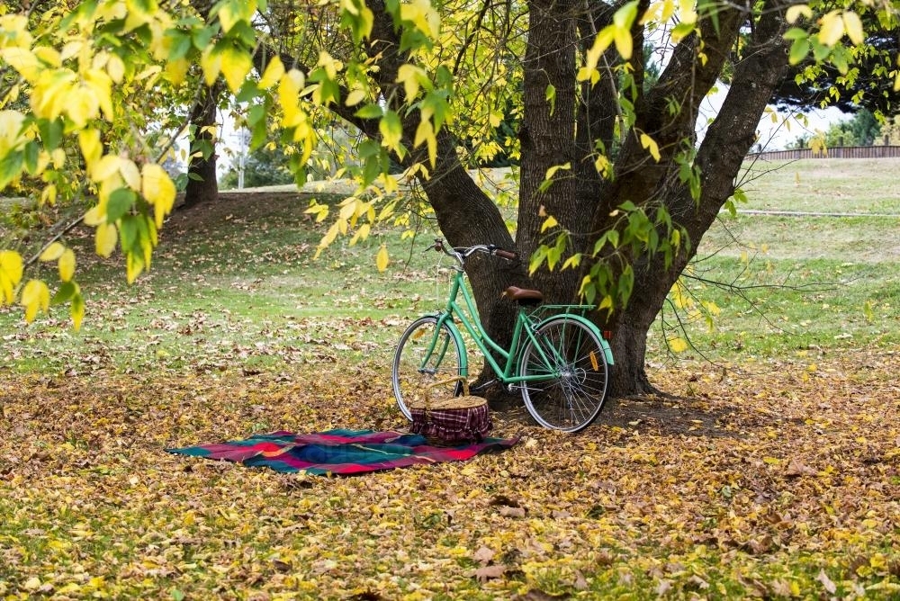 picnic blanket and green bike under tree with yellow autumn leaves - Australian Stock Image
