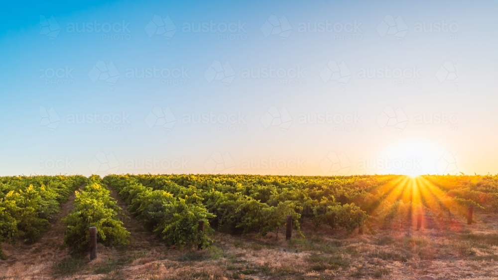 Picturesque Barossa Valley vineyard at sunset as seen from the road during wine tour. Barossa Valley - Australian Stock Image