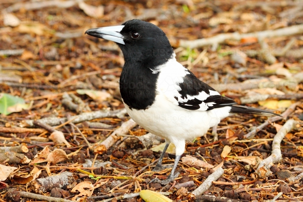 Image of Pied Butcherbird Austockphoto