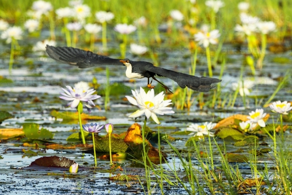 Pied Heron in flight above water lily plants. - Australian Stock Image