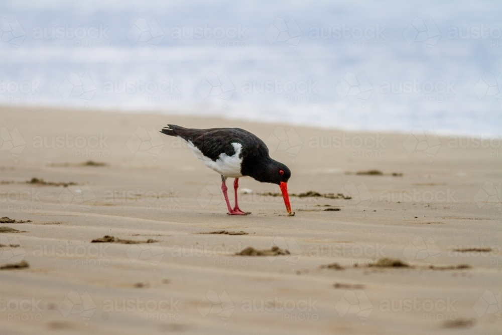 Pied oystercatcher eating on the beach - Australian Stock Image