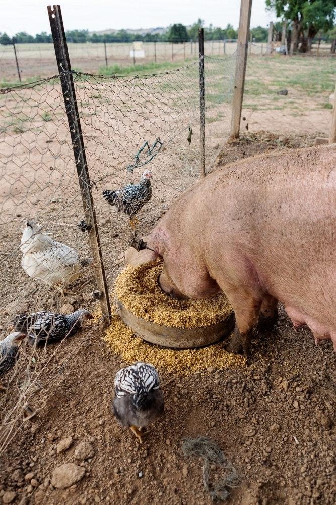 Pig and chooks on a farm eating together - Australian Stock Image