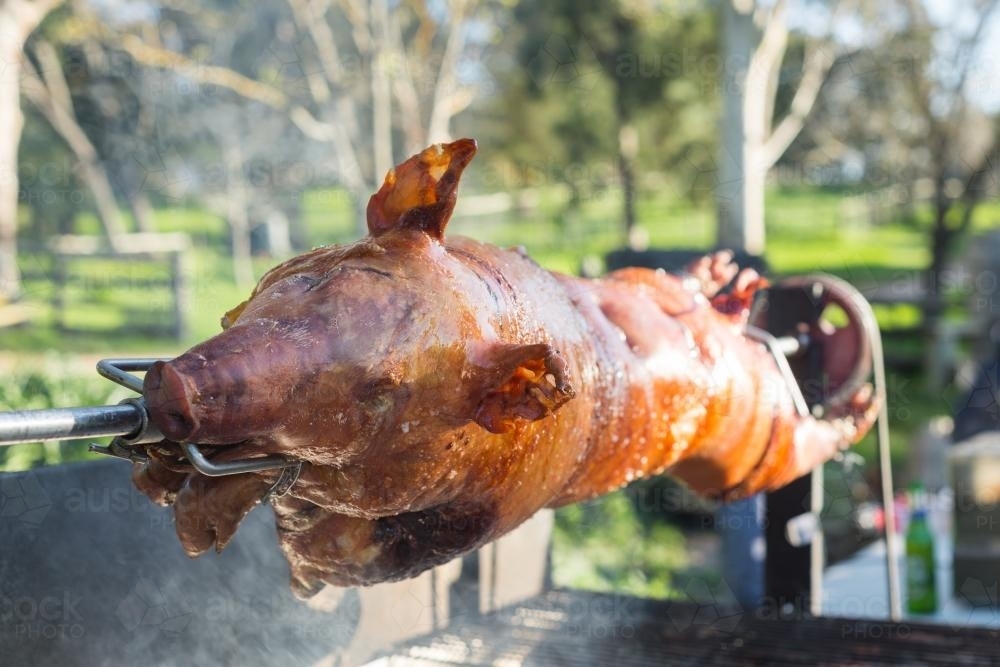 Pig on a spit - Australian Stock Image