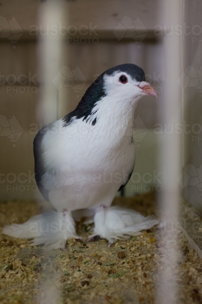 Pigeon at a country show - Australian Stock Image