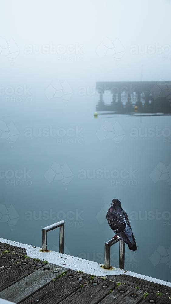 Pigeon on a dock during a foggy morning - Australian Stock Image