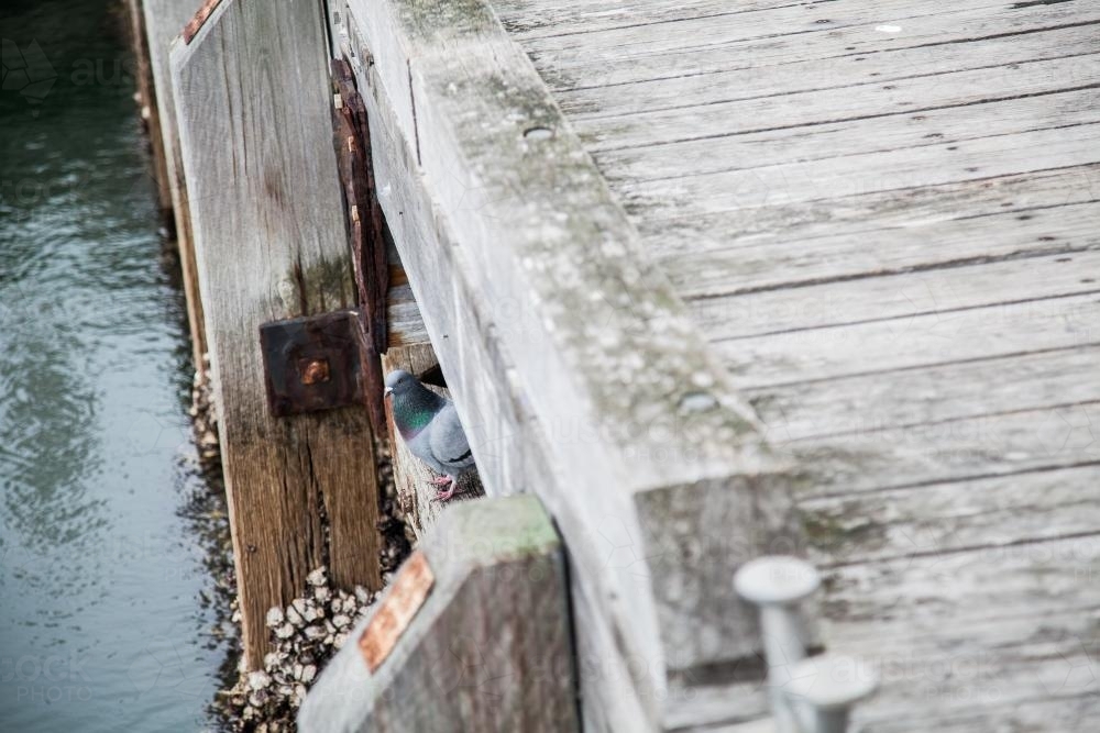 Pigeon sitting on wooden wharf in Newcastle river mouth - Australian Stock Image