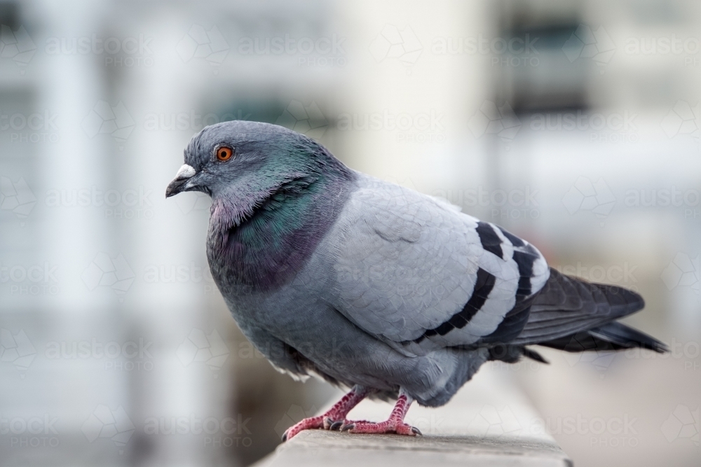 Pigeon standing on railing - Australian Stock Image