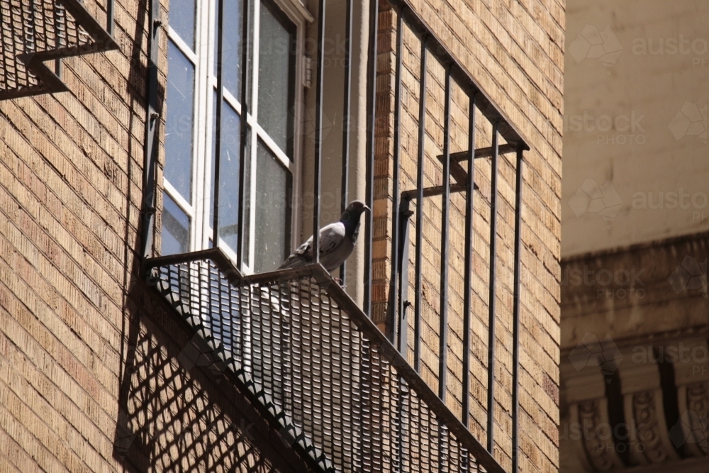 Pigeon standing on the edge of a balcony outside - Australian Stock Image