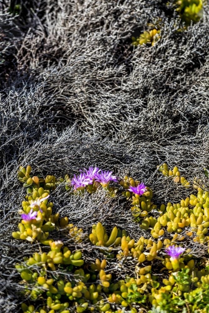 Pigface grass with pink flowers blooming in the sun - Australian Stock Image