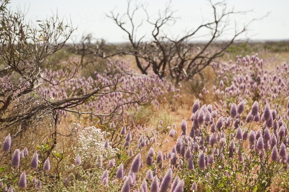 Pilbara roadside mulla mulla wildflowers - Australian Stock Image