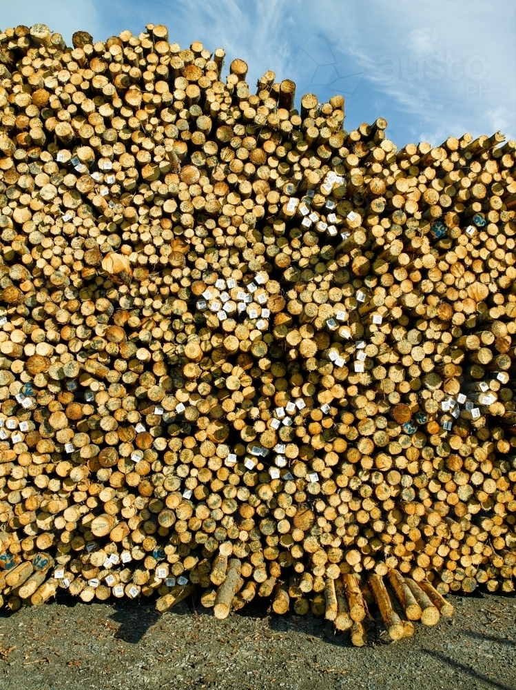 Pile of logs in a yard - Australian Stock Image