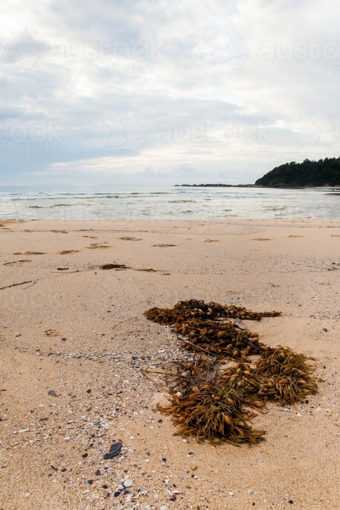 Pile of seaweed washed up on the ocean foreshore - Australian Stock Image