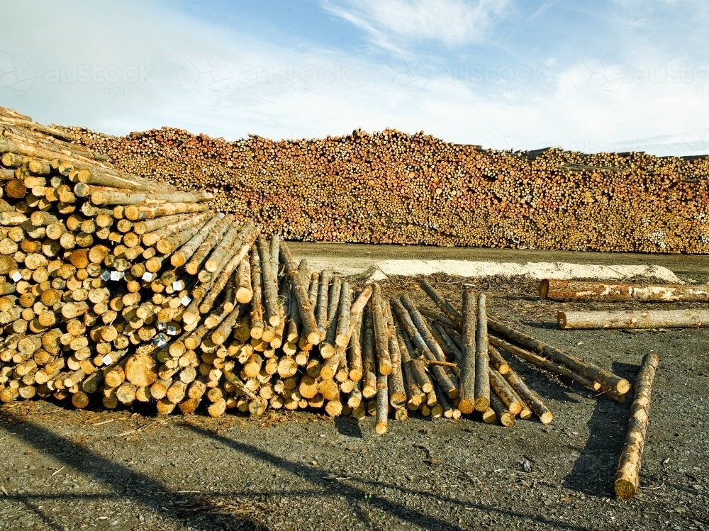 Piles of logs in a yard - Australian Stock Image