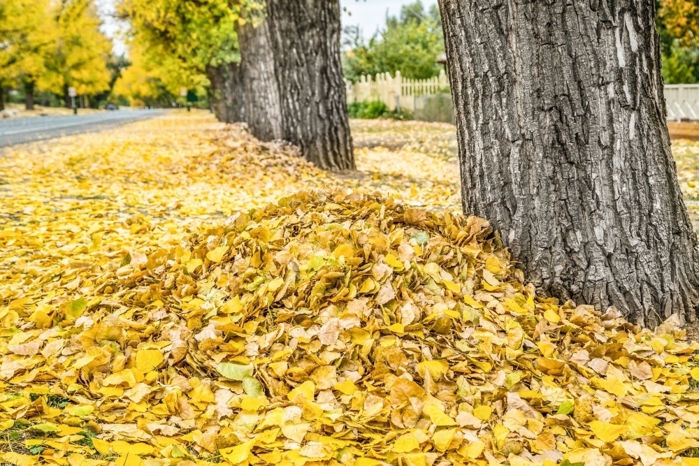 Piles of yellow Autumn leaves raked up against a row of trees - Australian Stock Image