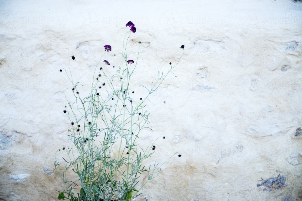 Pin-cushion flower against stone wall - Australian Stock Image