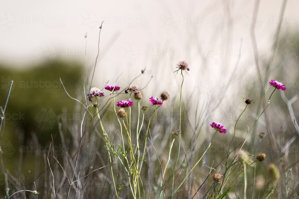Pincushion flowers with sand dune in background - Australian Stock Image