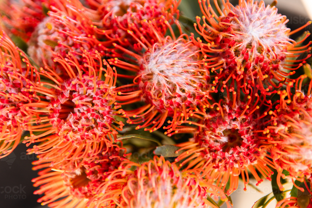 Pincushion protea flower detail in floral bouquet - Australian Stock Image