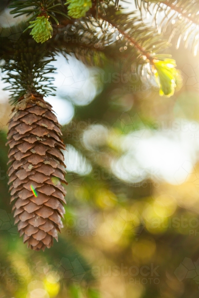 Pine cone on green tree with sun flare and bokeh light - Australian Stock Image