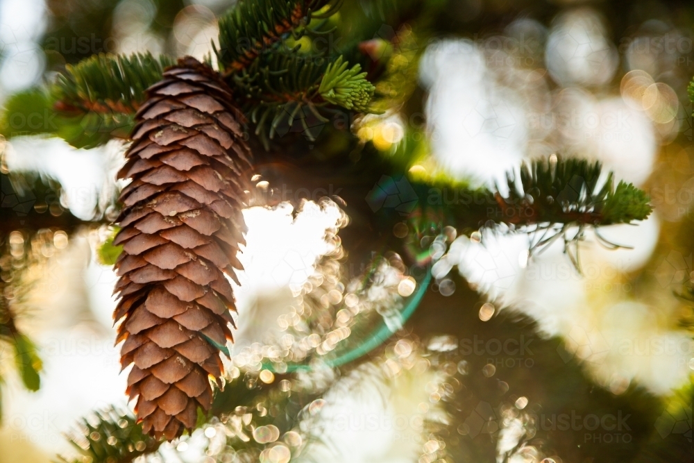 Pine cone on green tree with sun flare and bokeh light - Australian Stock Image