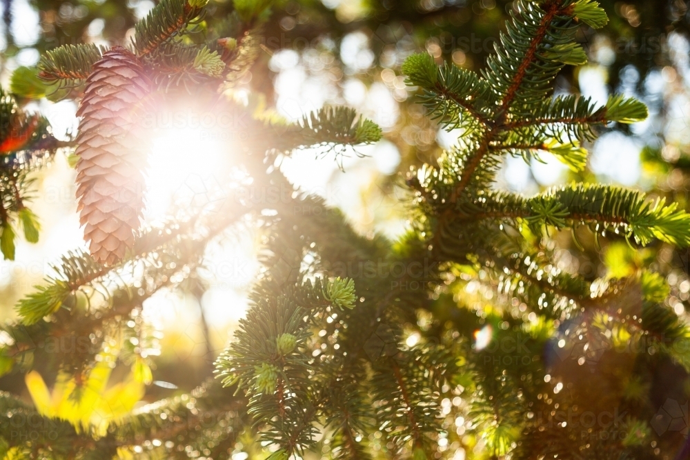 Pine cone on green tree with sun flare and bokeh light - Australian Stock Image